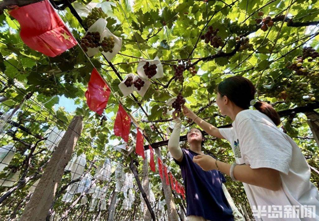青島故事｜“遮雨棚”，讓果農吃到甜頭更有奔頭:遮雨棚
